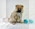Small #4 Pomeranian