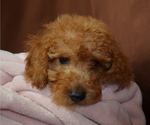 Small Photo #2 Poodle (Miniature) Puppy For Sale in PATERSON, NJ, USA