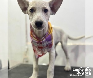 Labrador Retriever-Unknown Mix Dogs for adoption in Washington, DC, USA