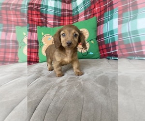 Dachshund Puppy for Sale in STELLA, Missouri USA