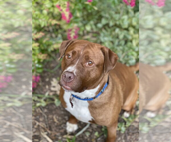 Medium Photo #27 Mutt Puppy For Sale in Mount Laurel, NJ, USA