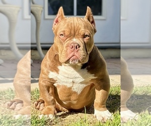 American Bully Puppy for sale in MERCED, CA, USA