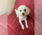 Small #1 Maltipoo
