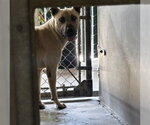 Small Mutt