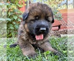 Small German Shepherd Dog