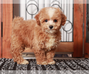 Poochon Puppy for sale in NAPLES, FL, USA