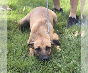 Emerson - Female Mutt Dog for Adoption - Photo #3
