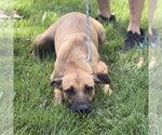 Small Photo #3 Mutt Puppy For Sale in Yardley, PA, USA