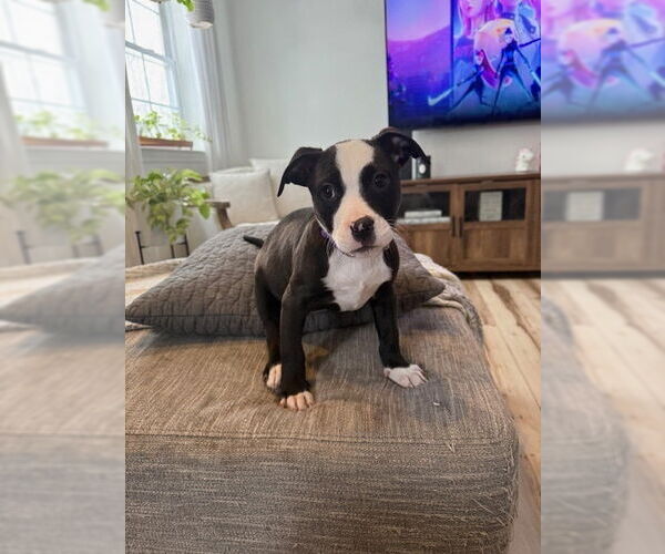 Medium Photo #2 American Pit Bull Terrier-Labrador Retriever Mix Puppy For Sale in Brewster, NY, USA