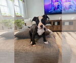 Small #1 American Pit Bull Terrier-Labrador Retriever Mix