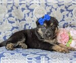 Small Photo #4 German Shepherd Dog Puppy For Sale in CHRISTIANA, PA, USA