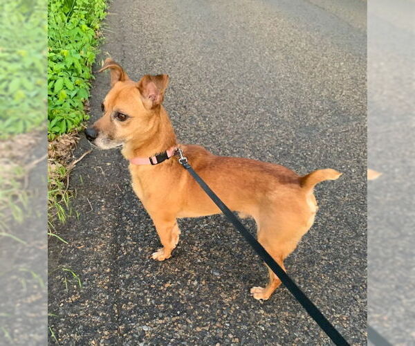 Medium Photo #8 Jack Russell Terrier-Unknown Mix Puppy For Sale in Doylestown, PA, USA