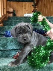 Cane Corso Puppy for sale in MORRIS, NY, USA