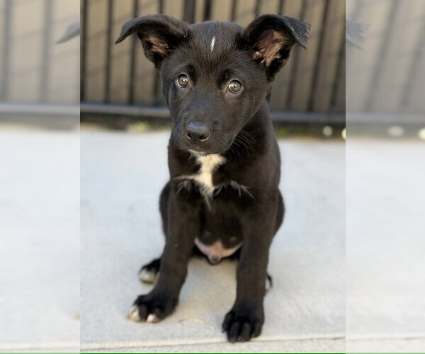 Medium Photo #1 Gerberian Shepsky Puppy For Sale in Santa Cruz, CA, USA