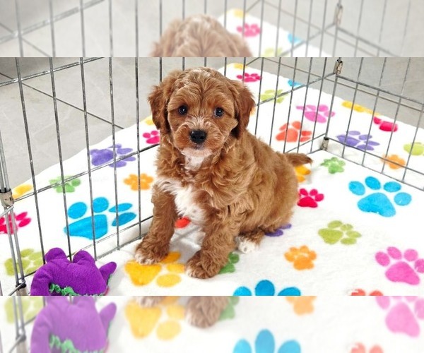 Medium Photo #1 Cavapoo (Miniature)-Poodle (Toy) Mix Puppy For Sale in ORO VALLEY, AZ, USA