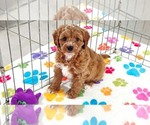 Small Cavapoo (Miniature)-Poodle (Toy) Mix