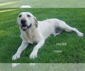 Father of the Labrador Retriever puppies born on 07/20/2022