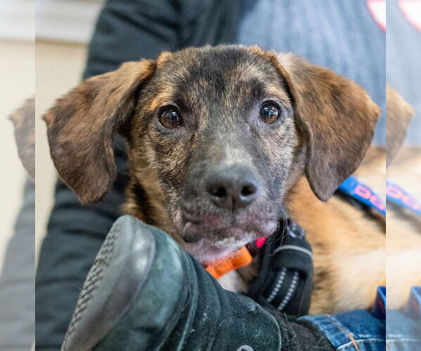 Medium Photo #10 Feist Terrier-Unknown Mix Puppy For Sale in Mundelein, IL, USA