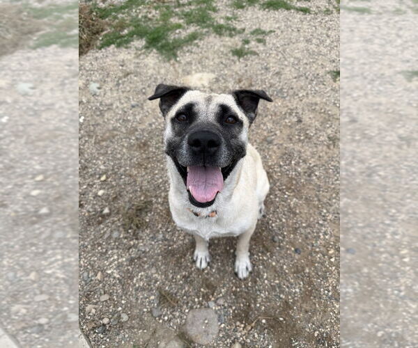Medium Photo #5 Mutt Puppy For Sale in Bemidji, MN, USA