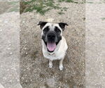 Small #4 Mutt