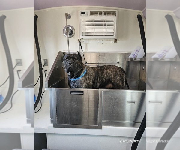 Medium Photo #1 Cane Corso Puppy For Sale in PEORIA, AZ, USA