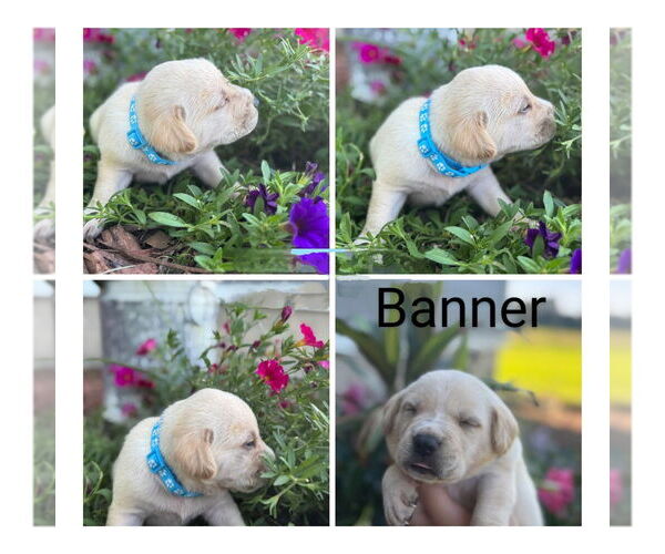 Medium Photo #2 Golden Retriever-Unknown Mix Puppy For Sale in Vail, AZ, USA