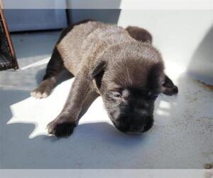 German Shepherd Dog-Unknown Mix Dogs for adoption in Houston, TX, USA