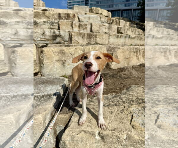 Medium Photo #3 Mutt Puppy For Sale in Plainfield, IL, USA