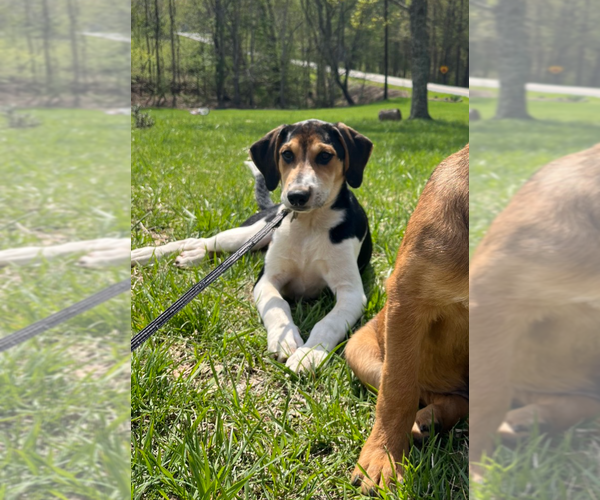 Medium Photo #4 Treeing Walker Coonhound-Unknown Mix Puppy For Sale in Holly Springs, NC, USA