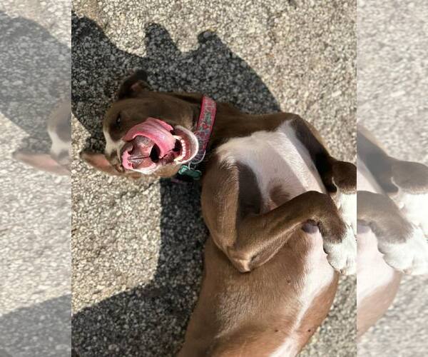 Medium Photo #2 Lab-Pointer Puppy For Sale in Houston, TX, USA