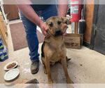 Small #2 German Shepherd Dog