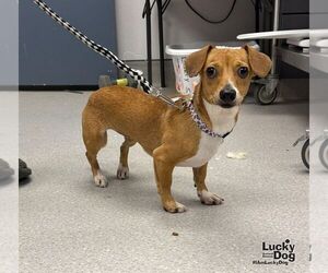 Peachy - Female Jackshund Dog for Adoption - Photo #3
