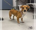 Small Photo #3 Jackshund Puppy For Sale in Washington, DC, USA