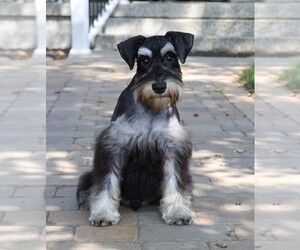 Schnauzer (Miniature) Puppy for sale in SYRACUSE, IN, USA