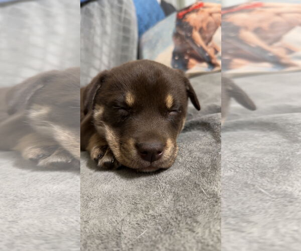 Medium Photo #3 Labrador Retriever-Unknown Mix Puppy For Sale in Ball Ground, GA, USA