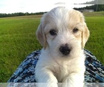 Small Photo #4 Labradoodle Puppy For Sale in SPENCERVILLE, IN, USA