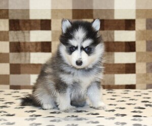 Pomsky Puppy for sale in DENVER, PA, USA