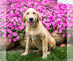 Medium Golden Retriever