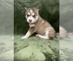 Puppy Chocolate Male Siberian Husky