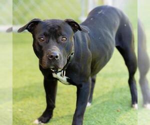 Mutt Dogs for adoption in Camarillo, CA, USA