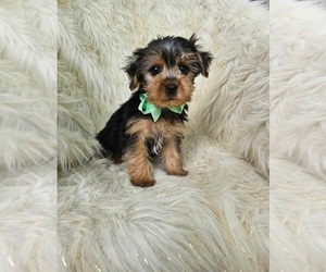 Yorkshire Terrier Puppy for sale in INDIANAPOLIS, IN, USA