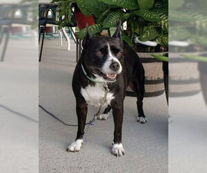 Boston Huahua Dogs for adoption in Sanford, FL, USA