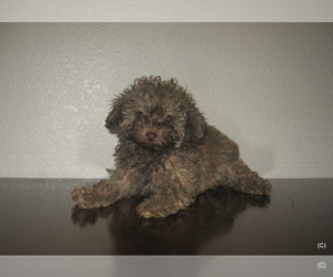 Poodle (Toy) Puppy for sale in BAKERSFIELD, CA, USA