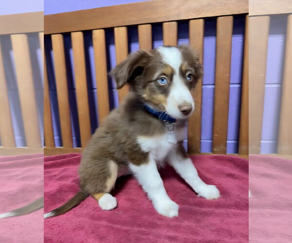 Medium Photo #2 Australian Shepherd-Unknown Mix Puppy For Sale in Genesee, WI, USA