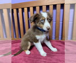 Small #1 Australian Shepherd Mix