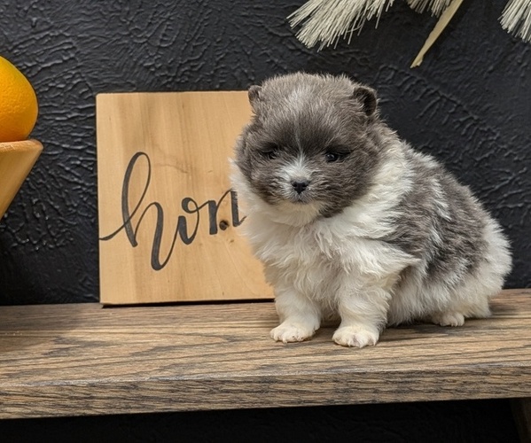Medium Photo #3 Pomeranian Puppy For Sale in GOSHEN, IN, USA