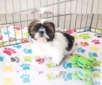 Small #1 Shih Tzu