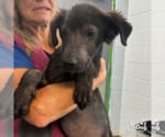 Small #1 Mutt