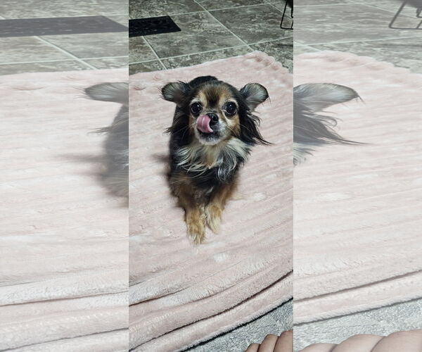 Medium Photo #3 Chihuahua-Unknown Mix Puppy For Sale in Oakhurst, NJ, USA