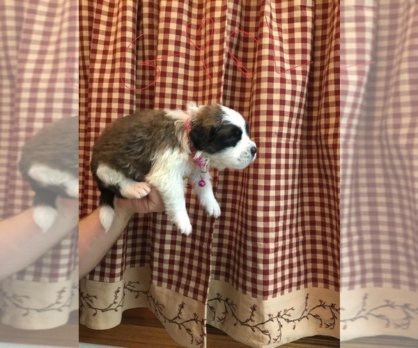 Medium Photo #9 Saint Bernard Puppy For Sale in SPRINGVILLE, CA, USA